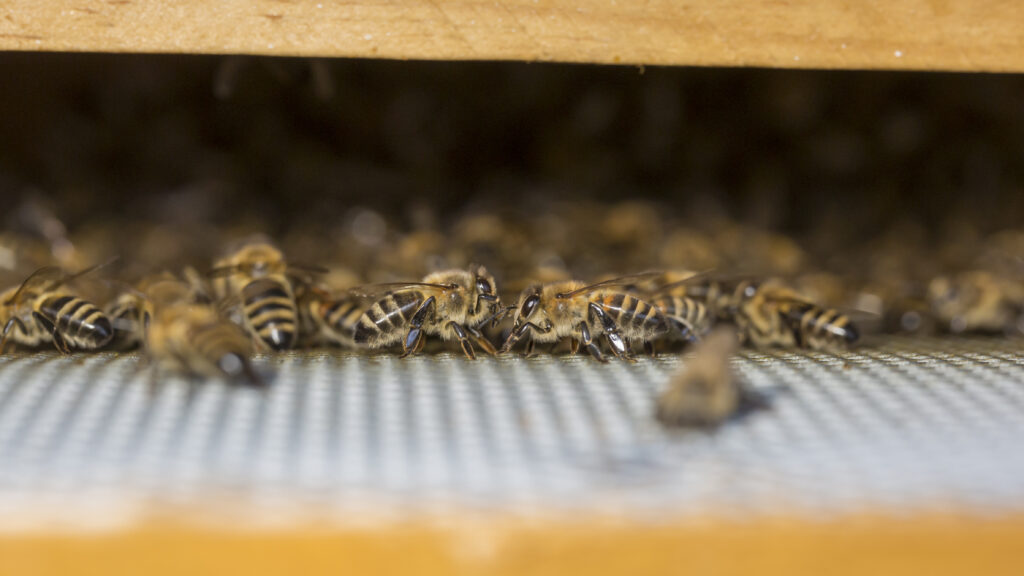 abelles rusc andorra