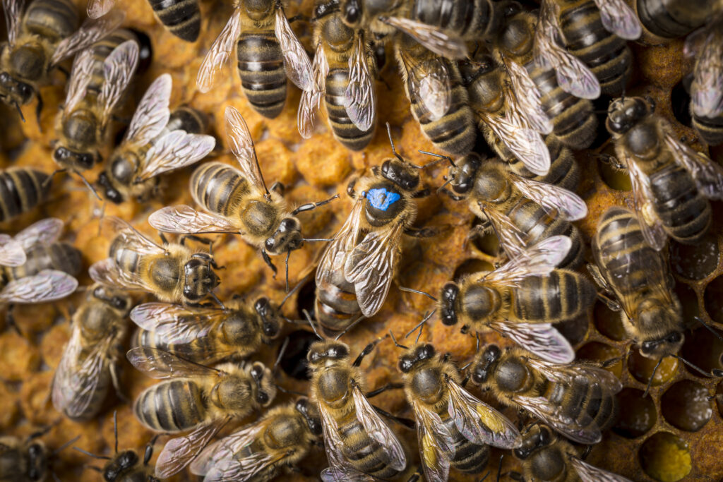 abella reina andorra